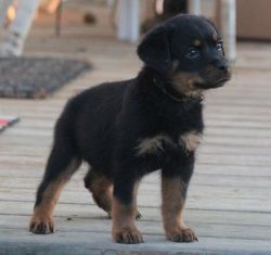 AKC Rottweiler puppies for sale