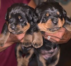 McKoy's Rottweilers