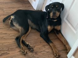 11 month old Rottweiler for sale