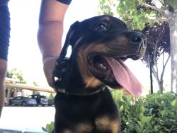Rottie for sell