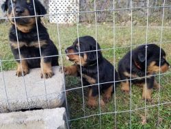 AKC Registered Rottweiler Pups