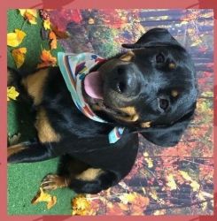 Champion bloodline Rottie needs a new home