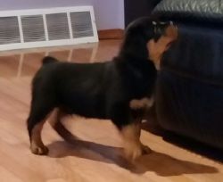 Adorable German Rottweiler puppies Ready for Christmas
