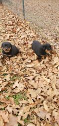 8week old rottweiler puppies