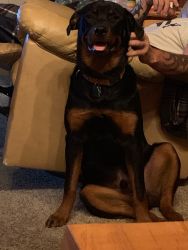 11 month old male Rottie