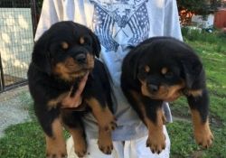 Adorable Rottweiler Puppies For Sale.