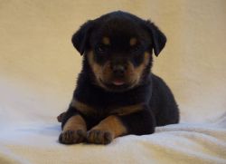 Adorable M/F Rottweiler Puppies for new homes