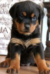 Amazing AKC Reg Rottweiler Puppies for sale