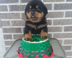 Absolutely Gorgeous Rottweiler Puppies