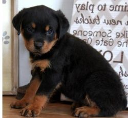 Adorable M/F German Rottweiler Puppies