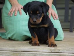 Donalds Rottweiler Pupies Available