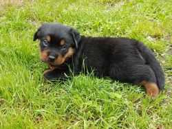 AKC German Rottweiler Puppies available