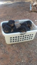 7 full blooded rots for sale