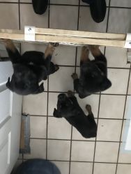 Rottweiler/German Shepard mix puppies