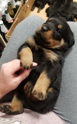 Beautiful AKC Rottweilers (with papers)