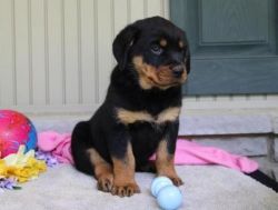 Beautiful female and male Rottweiler puppies