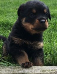 Awesome Reg. German Rottweiler Puppies