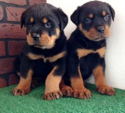 Adorable German Rottweiler Puppies For Sale