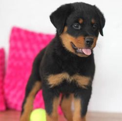 Healthy Rottweiler Puppies Ready for sale