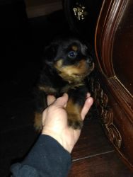Rottie pup for sale in Menifee Ca.