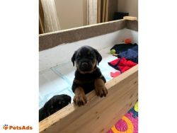 AKC Rottweiler, my name is Alpha