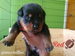 Omo Rotties | Rottweiler puppies delivered to your door |