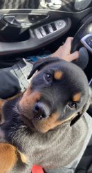 Pure Breed Rottweiler Puppy