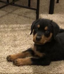 Rottweiler for sale Male