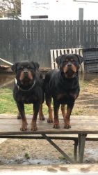 Male German Rottweiler pups ready now!!!!