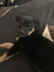 Selling 8 week old puppy