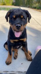 Puppy Rottweiler for sale