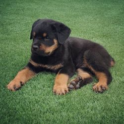 cute male and female Rottweiler puppies for sale