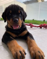 Stunning friendly and potty trained Rottweiler puppies