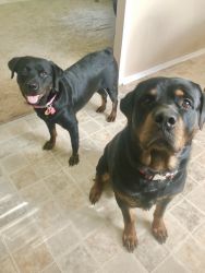Pure Bred German Rottweilers