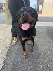 Rottweiler 2 year old NYC
