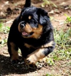 Loving and bold Rottweiler