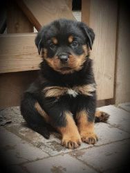 Giant AKc Rottweiler Puppies Ready Now!!!!!