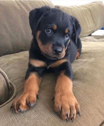 Rottweiler puppies available for delivery now