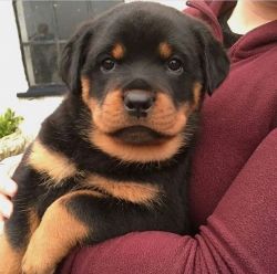 Potty and home trained Rottweiler puppies