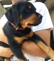 Male and female Rottweiler puppies available for new homes now
