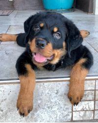 Rottweiler puppies available for new homes now