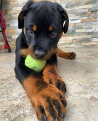 Very Healthy Rottweiler puppies available for delivery now