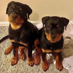 Male and female Rottweiler puppies available for delivery to new homes