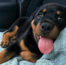 Rottweiler puppies available for new homes now