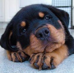Amazing Rottweiler puppies ready for delivery