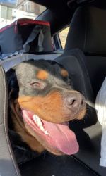 Pure bred rottweiler just turned one on the 17th