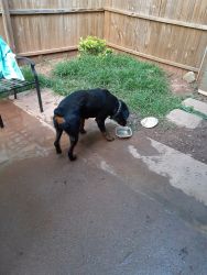 Female rottweiler for sale..she i grew my space in my town home