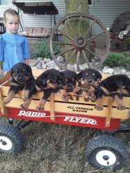 adorable akc registered rottweiler puppies