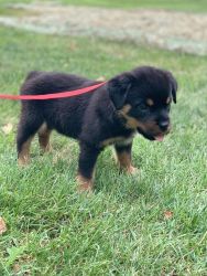8 week female Rottweiler puppy / championed sired