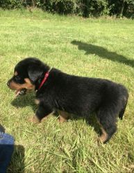 Rottweiler Female and male Puppies